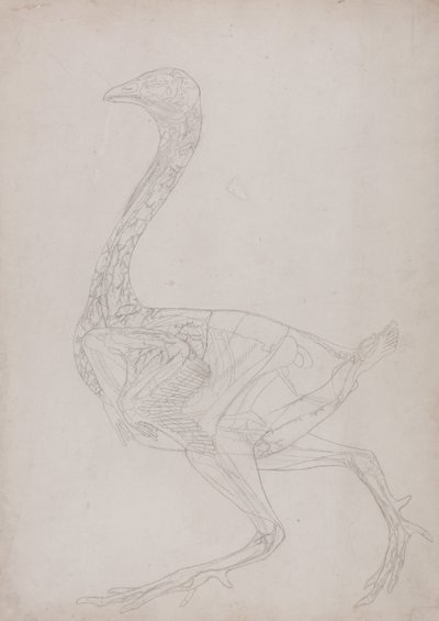 A Comparative Anatomical Exposition of the Structure of the Human Body with that of a Tiger and a Cow by George Stubbs